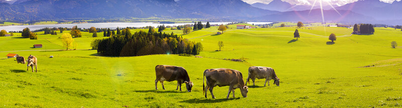 Ostallgäuer Alpenvorland mit Kühen